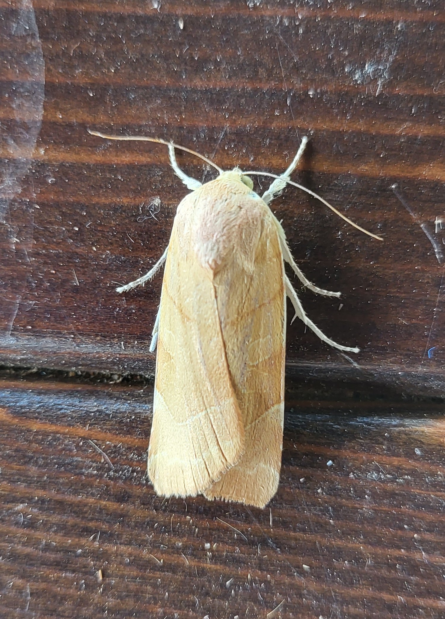 Photo of Broad-bordered Yellow Underwing (Noctua fimbriata)